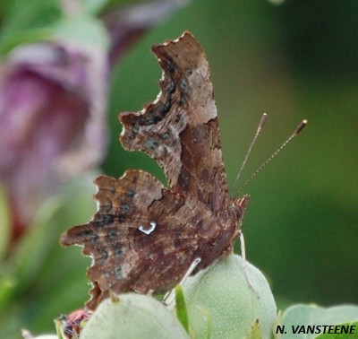 Polygonia c-album